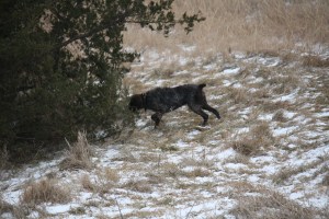 Wirehaired Pointing Griffon
