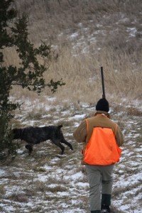 Wirehaired Pointing Griffon