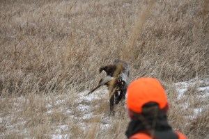 Wirehaired Pointing Griffon