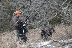 Wirehaired Pointing Griffon