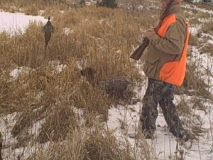 Wirehaired Pointing Griffon