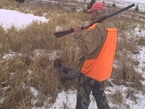 Wirehaired Pointing Griffon