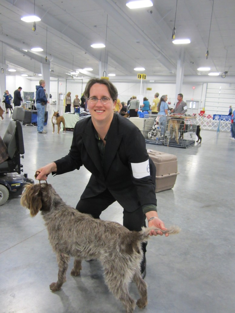 Wirehaired Pointing Griffon Conformation Dog Show