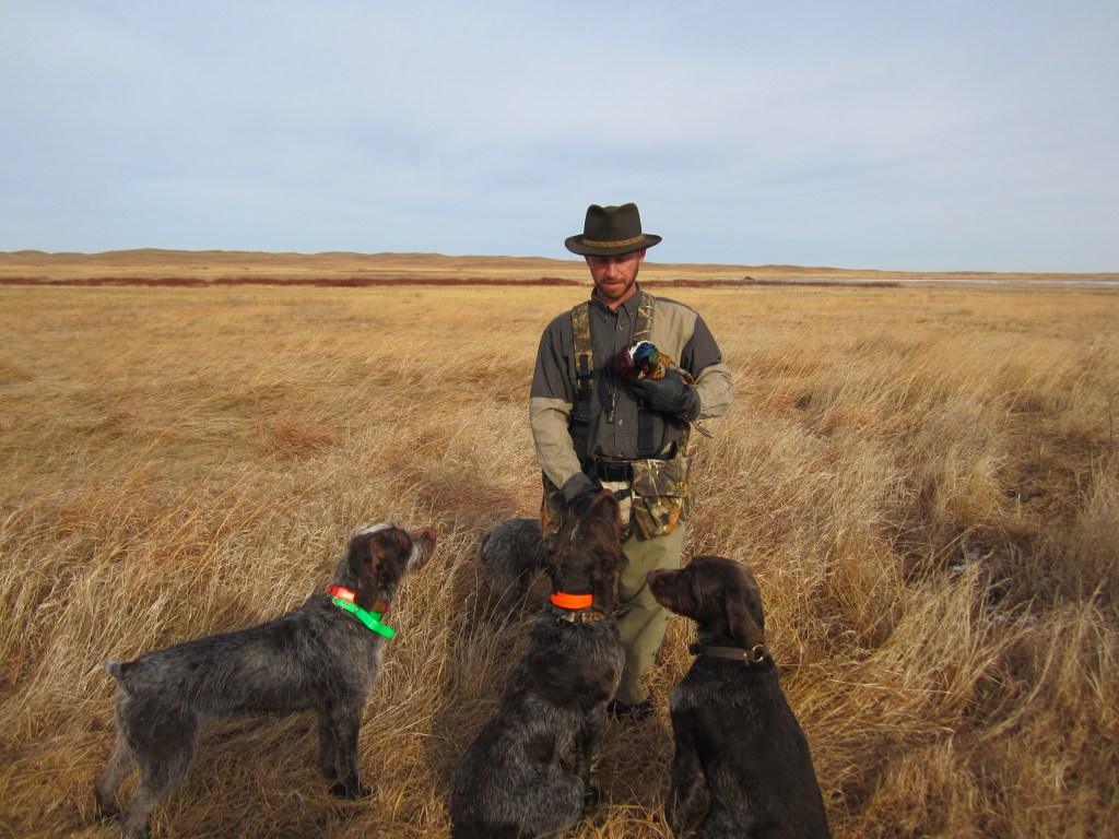 Wirehaired Pointing Griffon Pheasant