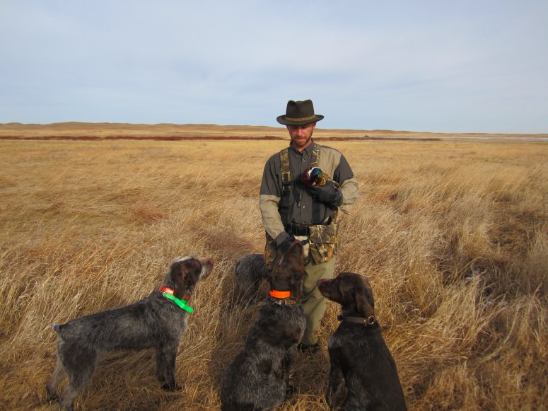 Wirehaired Pointing Griffon Pheasant