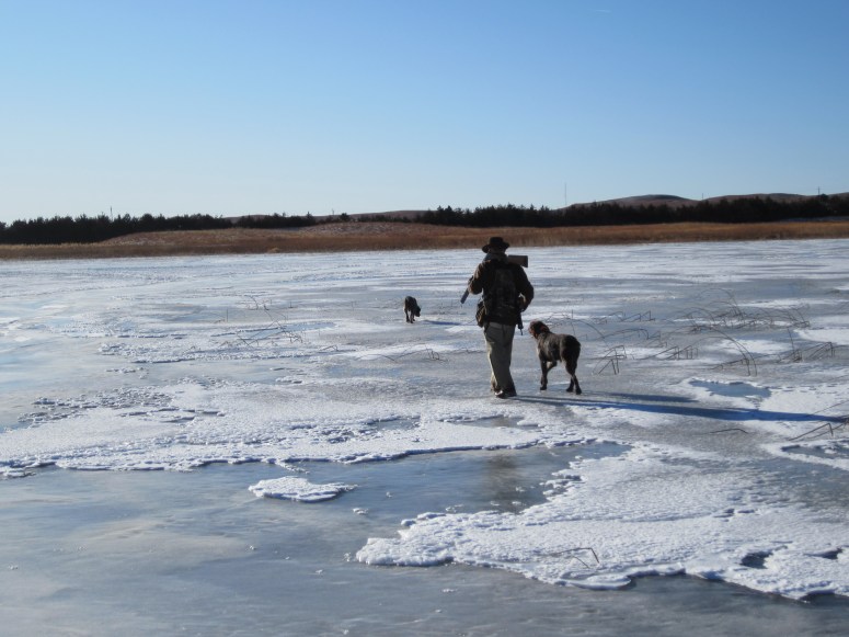 Wirehaired Pointing Griffons walking on ice