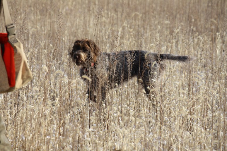 Wirehaired Pointing Griffon on point