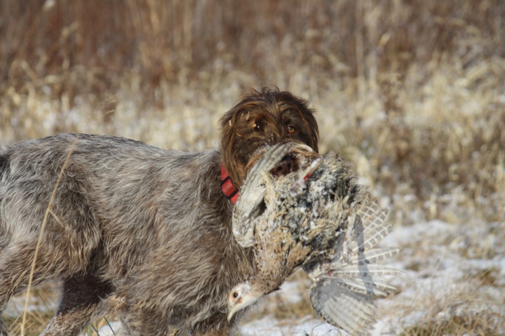 Wirehaired Pointing Griffon retrieve