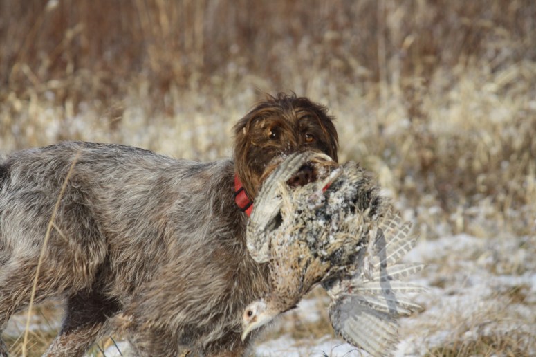 Wirehaired Pointing Griffon retrieve