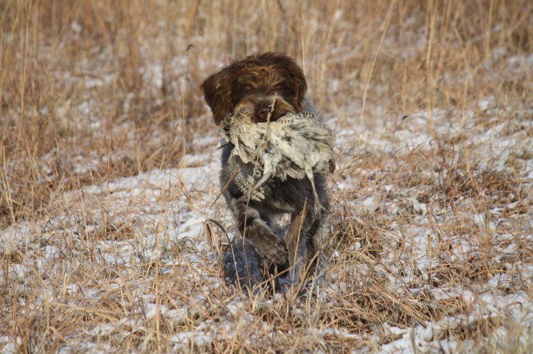 Wirehaired Pointing Griffon retrieve