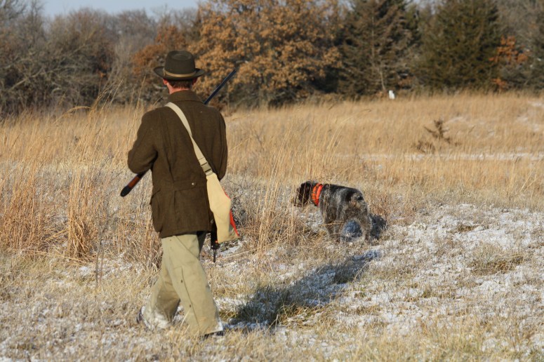 Wirehaired Pointing Griffon on point
