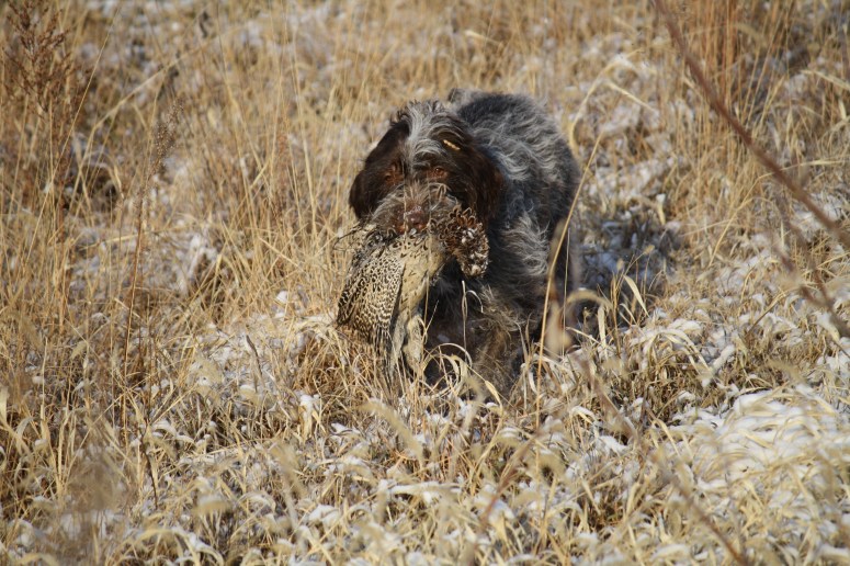 Wirehaired Pointing Griffons retrieve