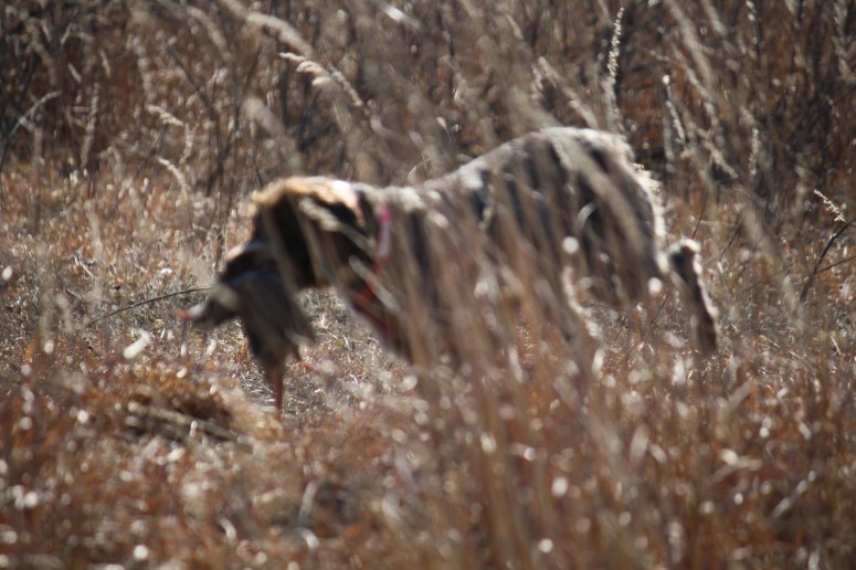 Wirehaired Pointing Griffon quail