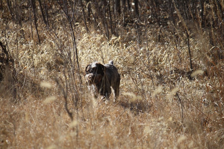 Wirehaired Pointing Griffon retrieve