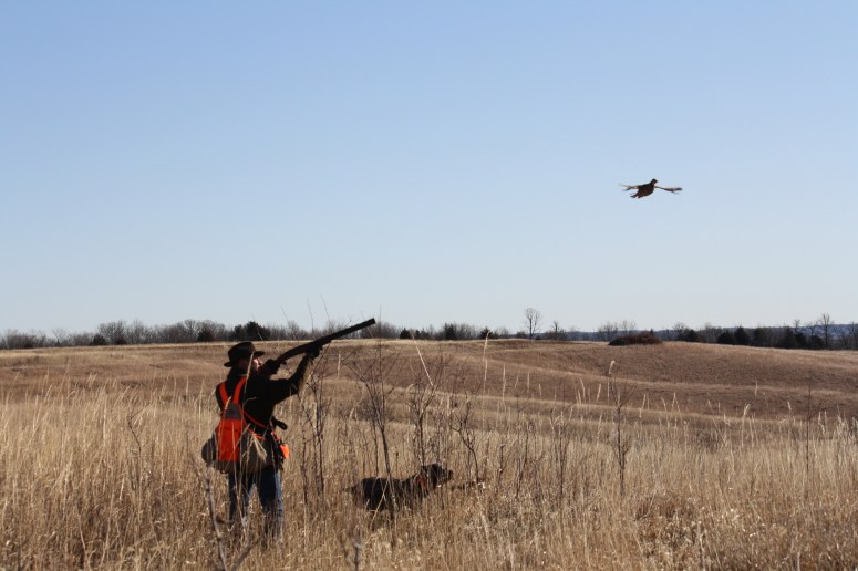 Wirehaired Pointing Griffon chukar
