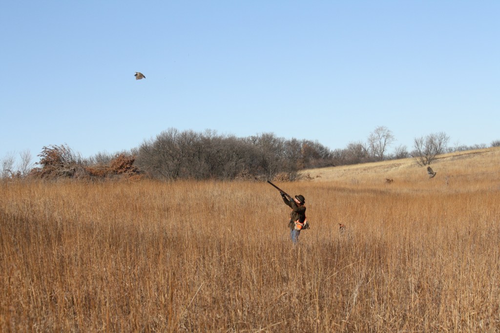 Wirehaired Pointing Griffon chukar