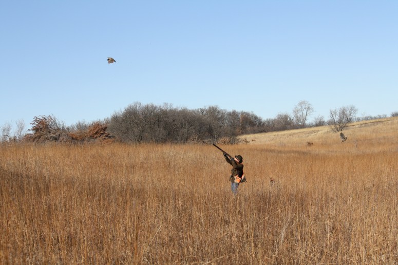 Wirehaired Pointing Griffon chukar