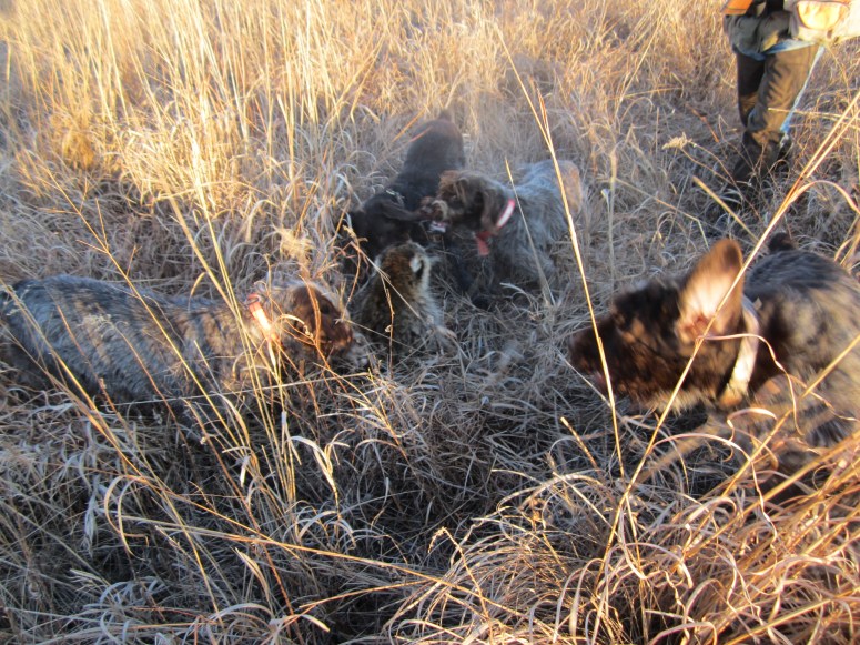 Wirehaired Pointing Griffon Raccoon Fighting