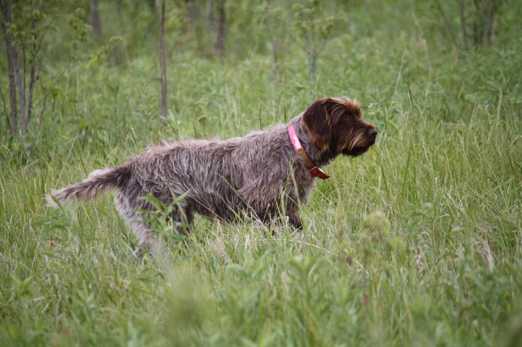 Wirehaired Pointing Griffon NAVHDA NA Test