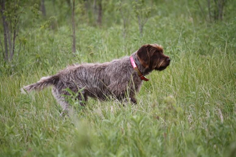 Wirehaired Pointing Griffon NAVHDA NA Test