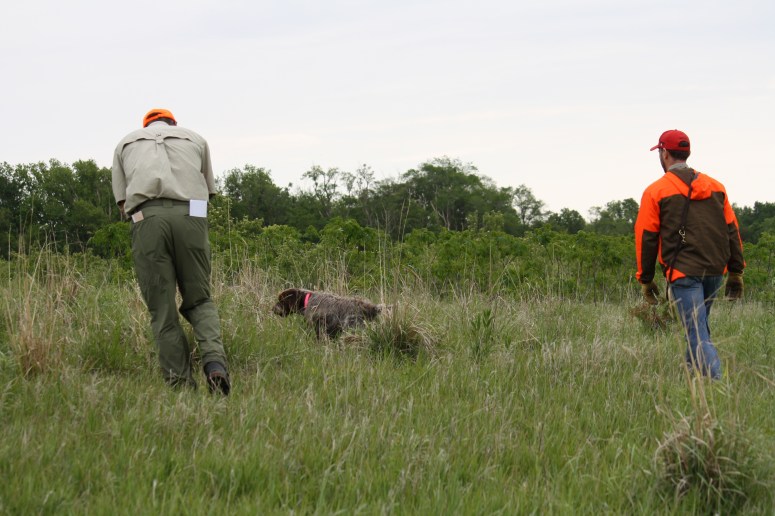 BB on point for her NAVHDA NA Prize I (perfect score 112), May 2012