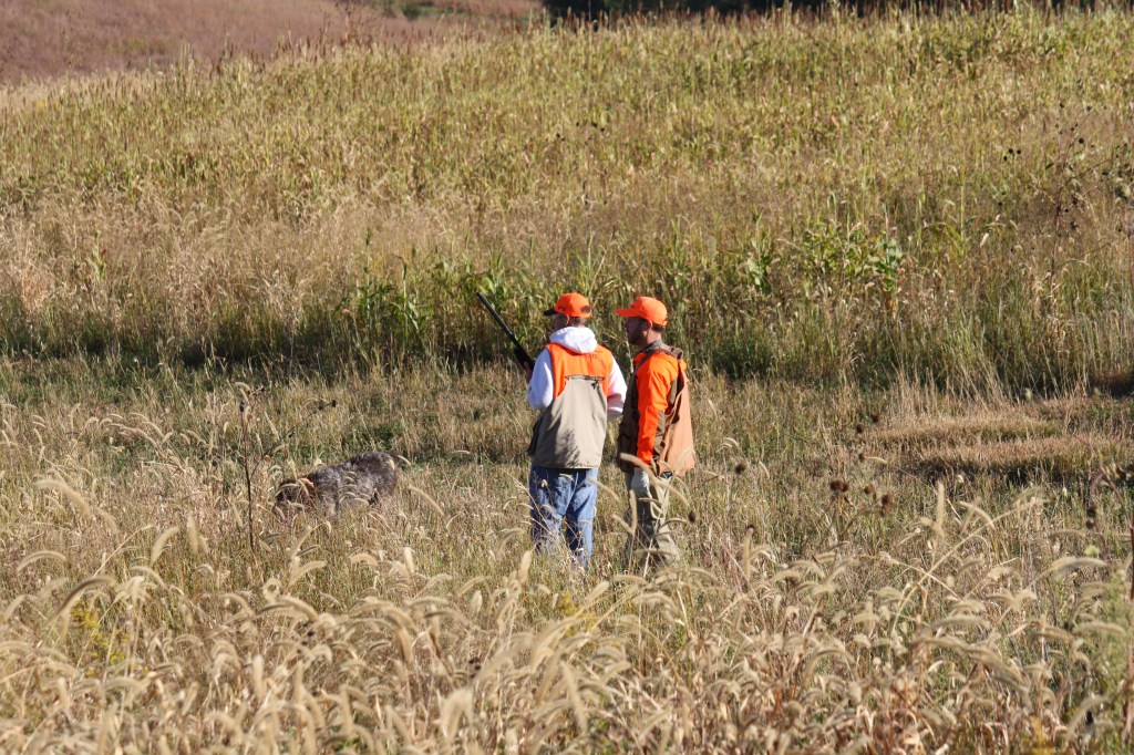 Wirehaired Pointing Griffons Pheasants Forever
