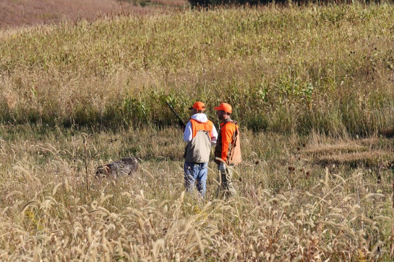 Wirehaired Pointing Griffons Pheasants Forever