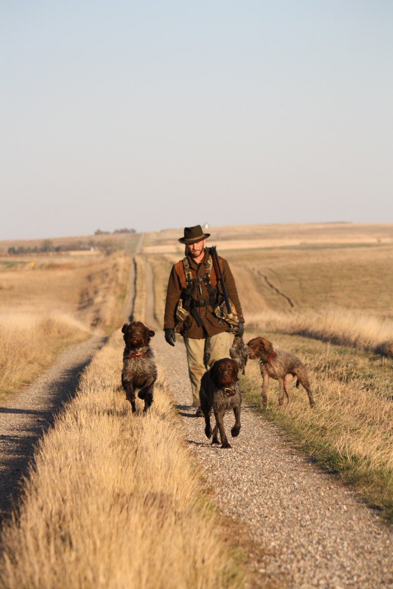 Wirehaired Pointing Griffons North Dakota Hunting