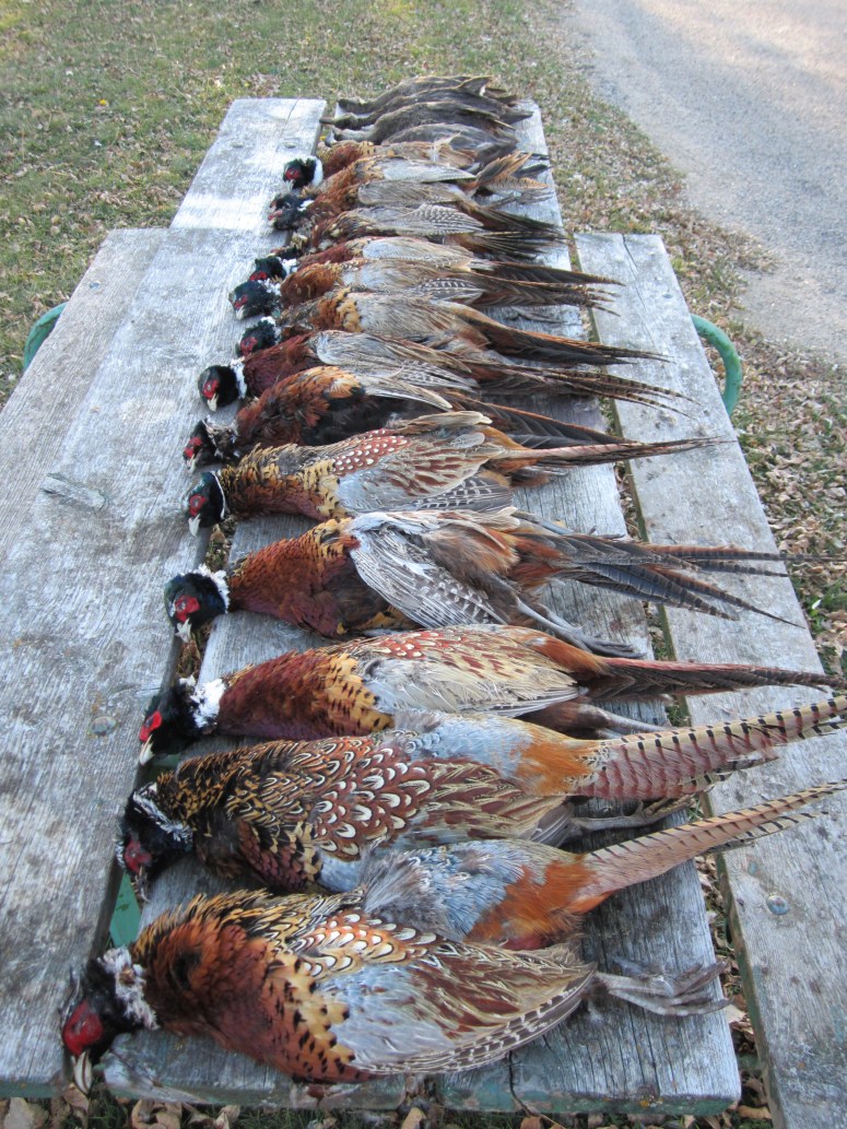 Wirehaired Pointing Griffons North Dakota Hunting