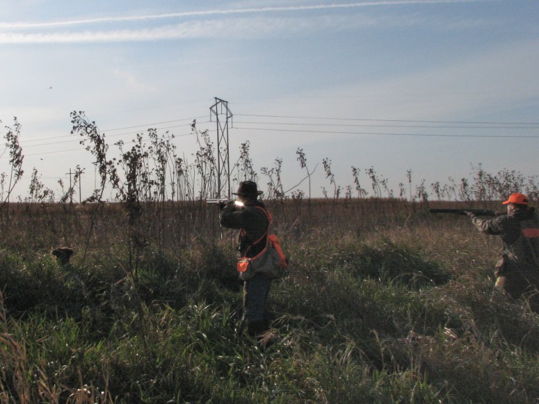 Nebraska Pheasant