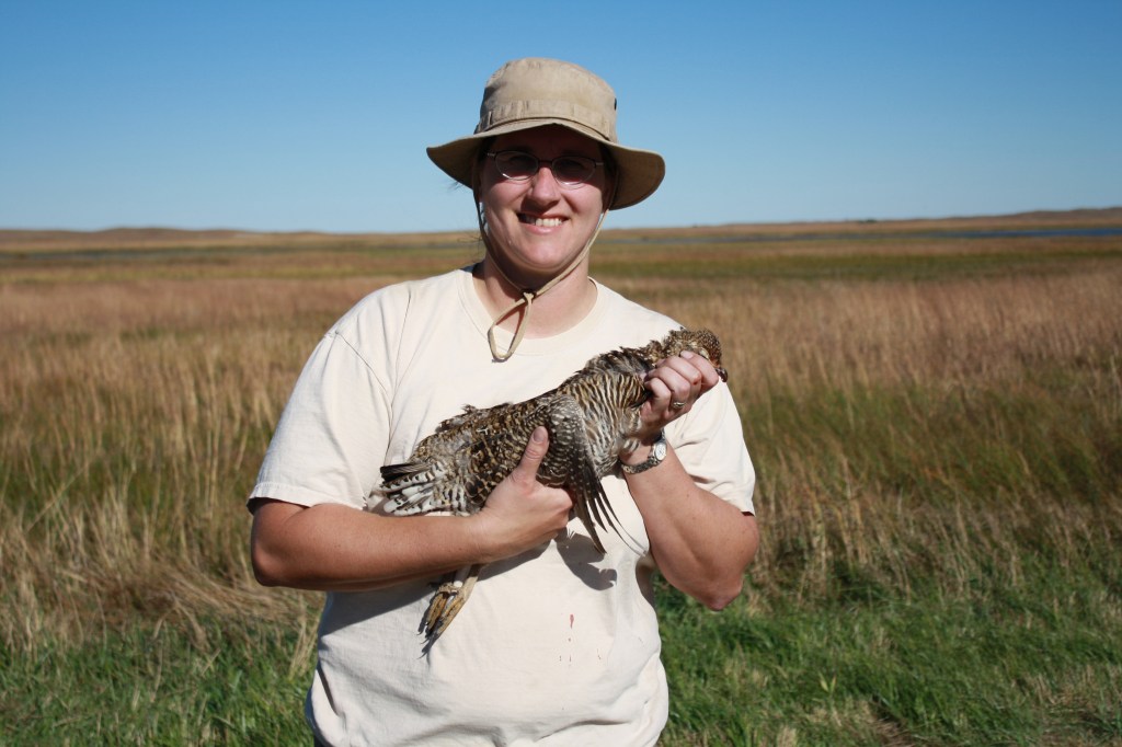 Wirehaired Pointing Griffons Nebraska Prairie Chicken Hunting