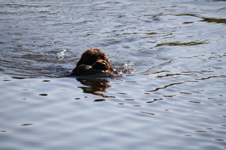 Wirehaired Pointing Griffons preserve guide dogs