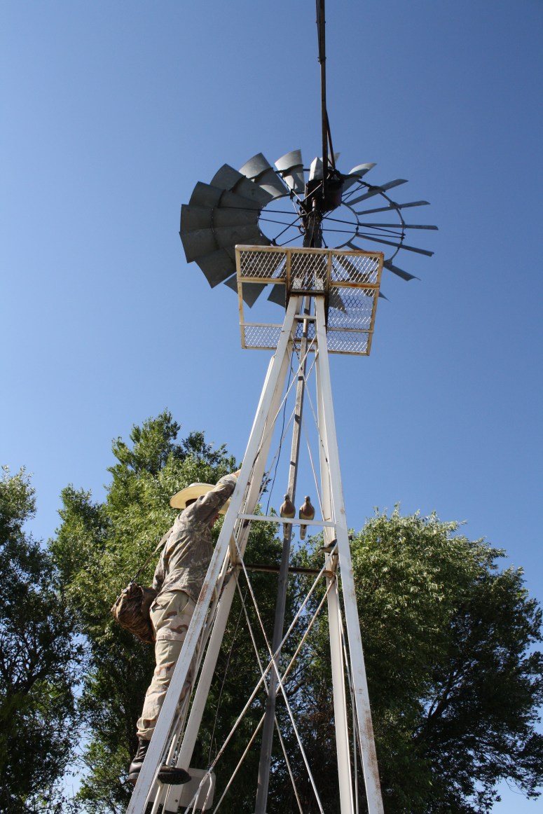 Wirehaired Pointing Griffons dove hunting