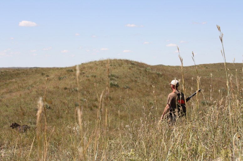 Wirehaired Pointing Griffons grouse hunting