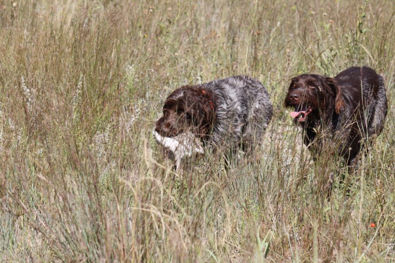 Wirehaired Pointing Griffons grouse hunting