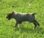 Bluestem Kennels Wirehaired Pointing Griffon Puppy