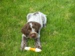 Bluestem Kennels Wirehaired Pointing Griffon Puppy