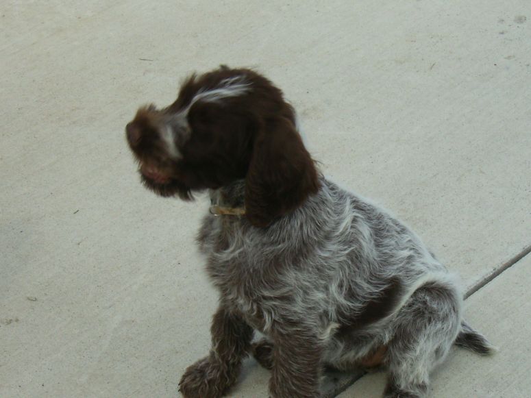 Bluestem Kennels Wirehaired Pointing Griffon Puppy