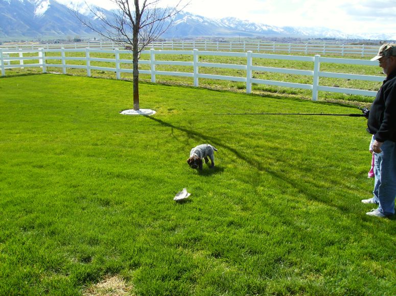 Bluestem Kennels Wirehaired Pointing Griffon Puppy