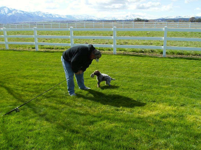 Bluestem Kennels Wirehaired Pointing Griffon Puppy