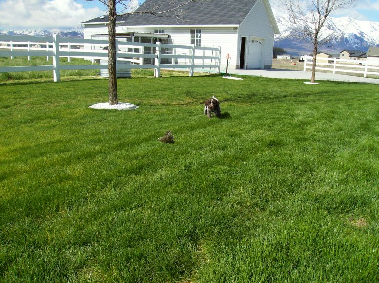 Bluestem Kennels Wirehaired Pointing Griffon Puppy