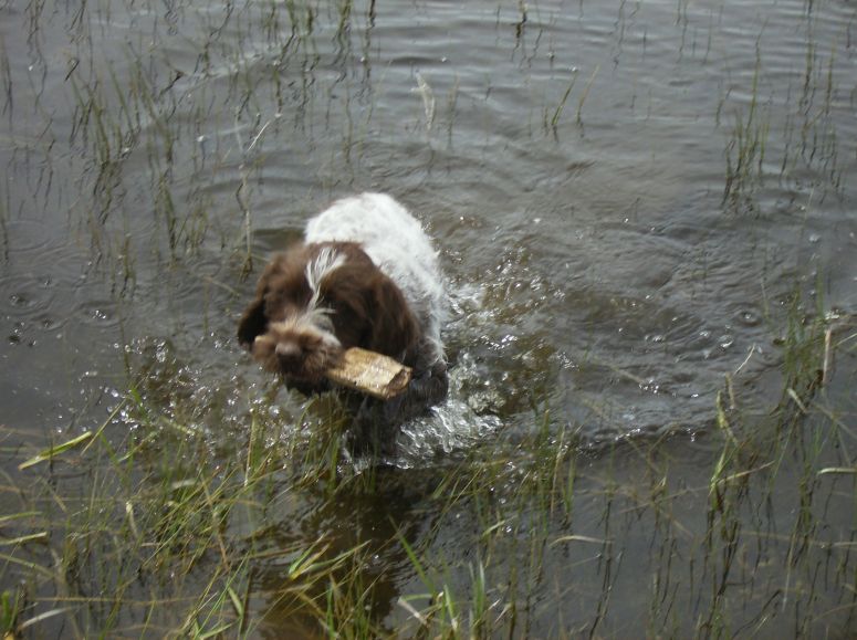 Bluestem Kennels Wirehaired Pointing Griffon Puppy