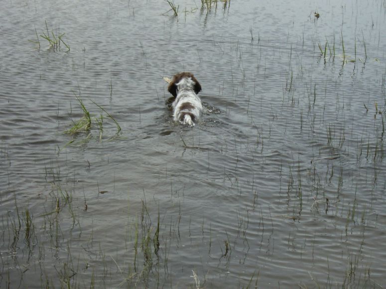 Bluestem Kennels Wirehaired Pointing Griffon Puppy