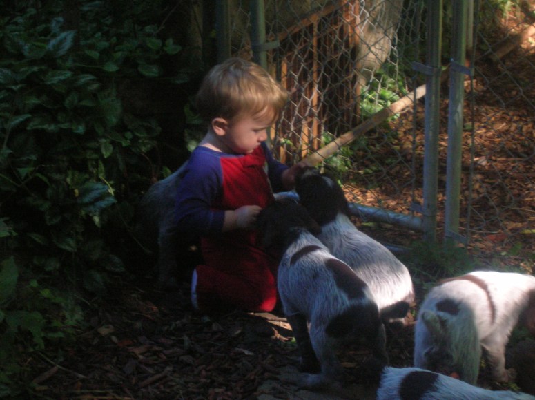 Bluestem Kennels Wirehaired Pointing Griffon Puppy