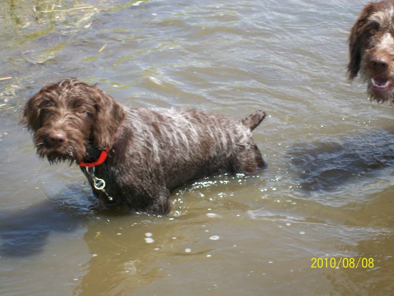 Bluestem Kennels Wirehaired Pointing Griffon Puppy