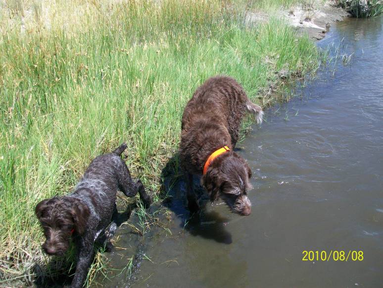 Bluestem Kennels Wirehaired Pointing Griffon Puppy