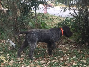 Hunting Wirehaired Pointing Griffon