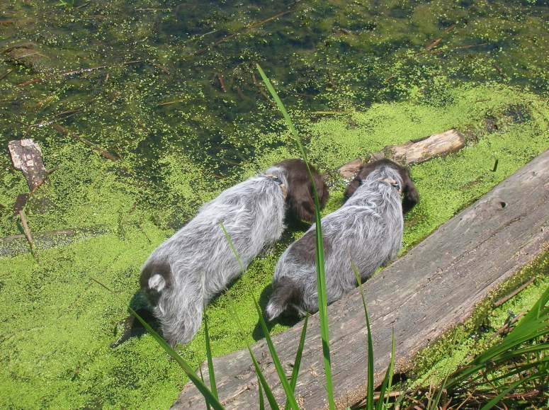Bluestem Kennels Wirehaired Pointing Griffon Puppy