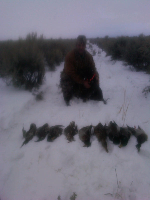 Bluestem Kennels Wirehaired Pointing Griffon Puppy