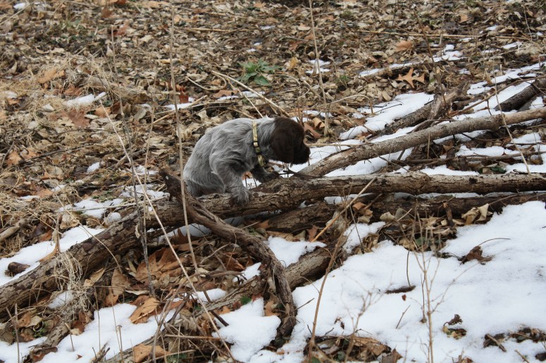 Bluestem Kennels Wirehaired Pointing Griffon Puppy
